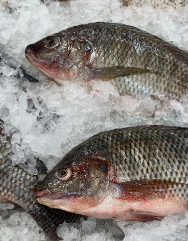 Premium Frozen Tilapia (Whole)