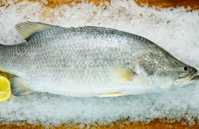 Fresh Barumundi
