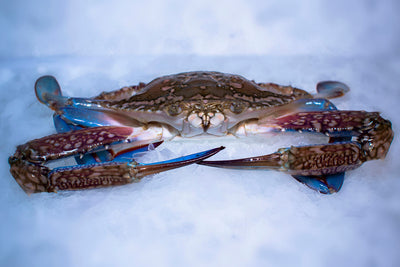 Fresh Crab