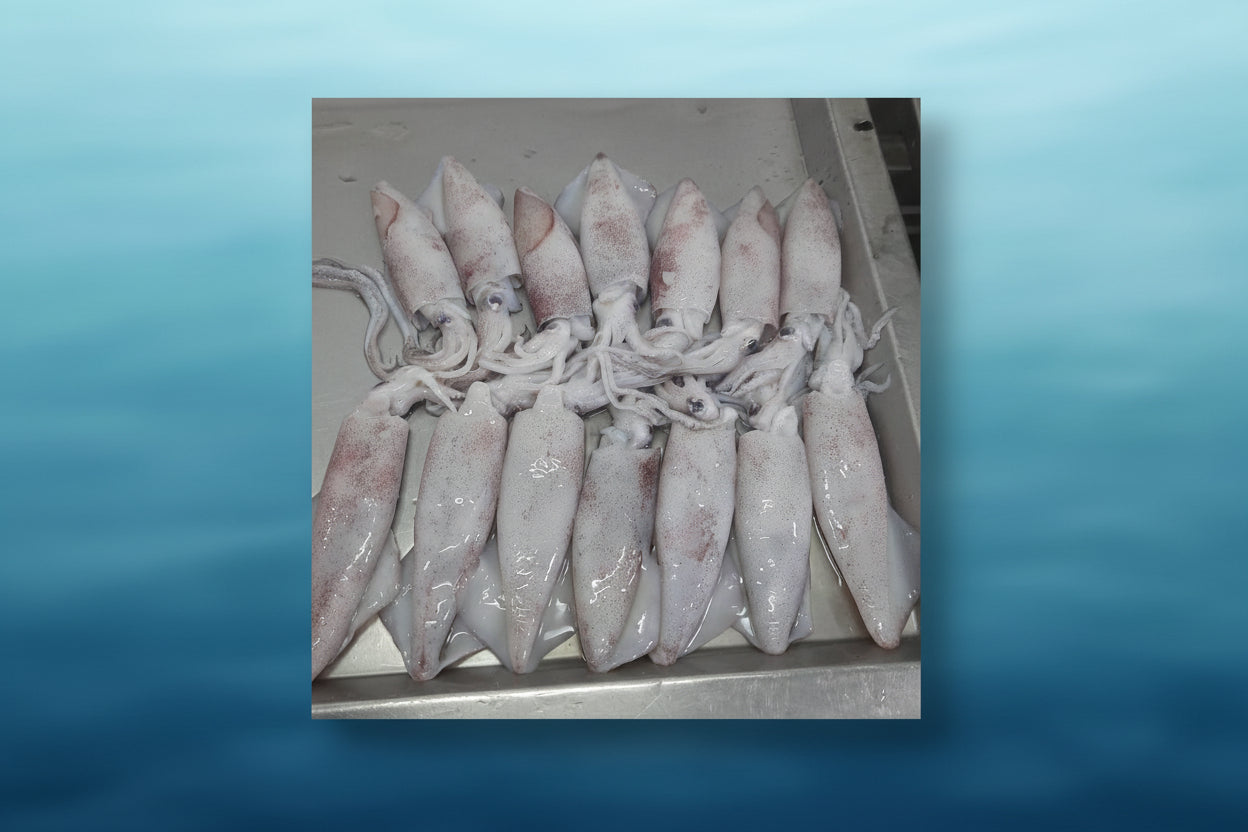 Premium Frozen Squid Block / IQF