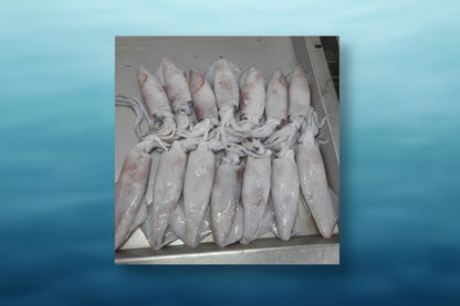 Premium Frozen Squid Block / IQF