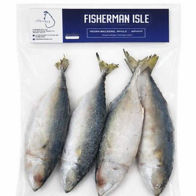 FROZEN INDIAN MACKEREL