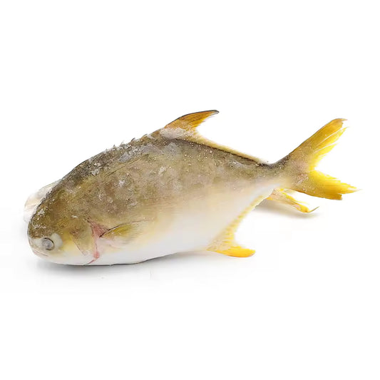 Premium Frozen Golden Pomfret (Whole)