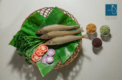 Fresh Lady Fish